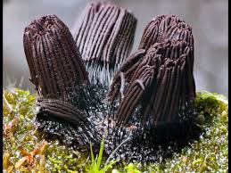 Attēlu rezultāti vaicājumam “Stemonitis foliicola plasmodium”