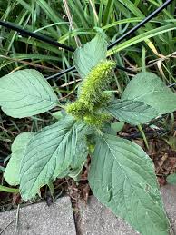 Attēlu rezultāti vaicājumam “Amaranthus retroflexus”