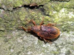 Attēlu rezultāti vaicājumam “Polydrusus mollis”