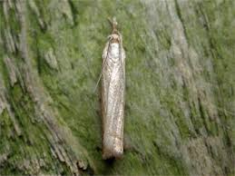 Attēlu rezultāti vaicājumam “Chrysoteuchia culmella”