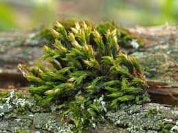 Attēlu rezultāti vaicājumam “Orthotrichum speciosum”