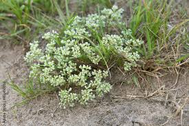 Attēlu rezultāti vaicājumam “Scleranthus perennis bud”