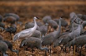 Image result for Grus canadensis