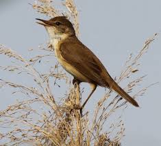 Attēlu rezultāti vaicājumam “Acrocephalus arundinaceus adult”