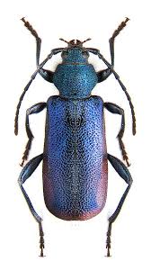 Attēlu rezultāti vaicājumam “Callidium violaceum”