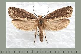 Attēlu rezultāti vaicājumam “Scardia boletella”