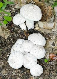 Attēlu rezultāti vaicājumam “Lycoperdon perlatum”