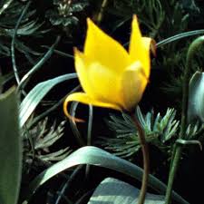 Attēlu rezultāti vaicājumam “Tulipa sylvestris”
