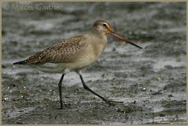 Image result for Limosa haemastica