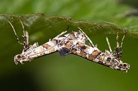 Attēlu rezultāti vaicājumam “Gracillaria syringella”