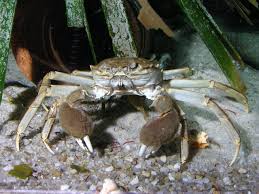 Image result for Eriocheir sinensis