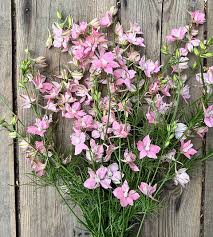 Image result for Delphinium consolida