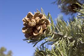 Attēlu rezultāti vaicājumam “Pinus ponderosa fruit”