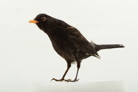 Attēlu rezultāti vaicājumam “Turdus merula”