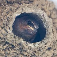 Image result for Petrochelidon pyrrhonota