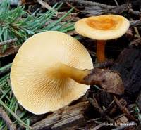Image result for Cantharellus brownii