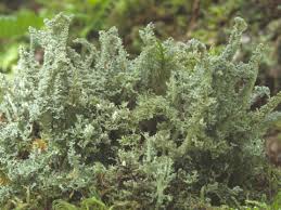 Attēlu rezultāti vaicājumam “Cladonia squamosa”