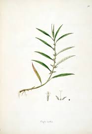 Attēlu rezultāti vaicājumam “Anomodon longifolius”