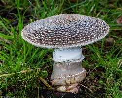 Attēlu rezultāti vaicājumam “Amanita excelsa”