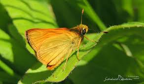 Attēlu rezultāti vaicājumam “Ochlodes sylvanus underside”