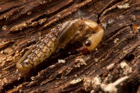 Attēlu rezultāti vaicājumam “Raphidioptera larva”