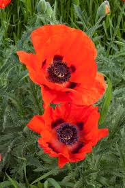 Image result for Papaver orientale