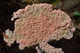 Attēlu rezultāti vaicājumam “Rhodonia placenta”