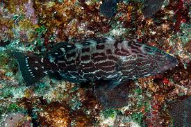 Image result for Dermatolepis inermis