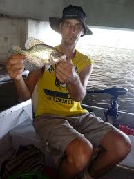 Image result for Pomoxis annularis