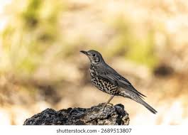 Attēlu rezultāti vaicājumam “Turdus viscivorus”