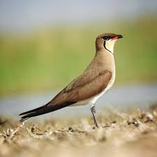 Image result for Glareola pratincola