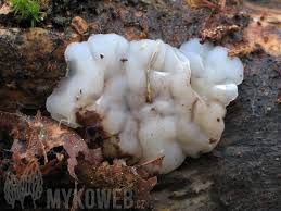 Attēlu rezultāti vaicājumam “Exidia thuretiana”