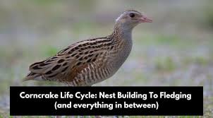 Attēlu rezultāti vaicājumam “Crex crex eggs”