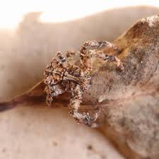 Attēlu rezultāti vaicājumam “Thomisidae”