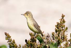 Attēlu rezultāti vaicājumam “Hippolais icterina adult”