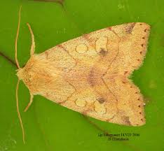 Attēlu rezultāti vaicājumam “Enargia paleacea”