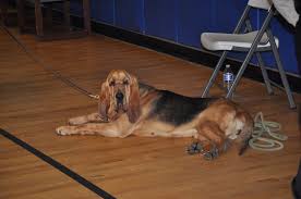 Image result for Carlisle BloodHounds