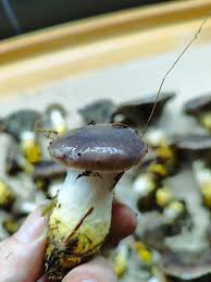 Attēlu rezultāti vaicājumam “Gomphidius glutinosus”