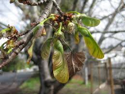 Attēlu rezultāti vaicājumam “Acer saccharinum fruit”