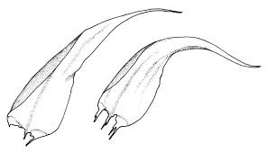 Attēlu rezultāti vaicājumam “Drepanocladus aduncus”