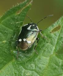 Attēlu rezultāti vaicājumam “Closterotomus biclavatus”