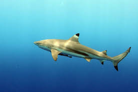 Image result for Carcharhinus isodon