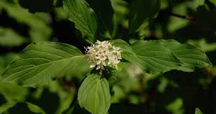 Attēlu rezultāti vaicājumam “Cornus sericea”