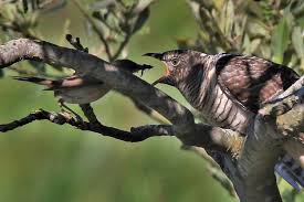 Attēlu rezultāti vaicājumam “Cuculus canorus juvenile”
