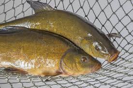 Image result for Tinca tinca