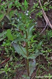 Attēlu rezultāti vaicājumam “Veronica anagallis-aquatica leaf”