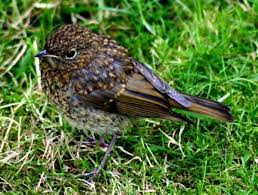 Attēlu rezultāti vaicājumam “Erithacus rubecula”
