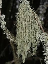 Attēlu rezultāti vaicājumam “Usnea filipendula”