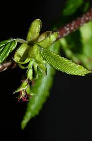 Attēlu rezultāti vaicājumam “Carpinus betulus female flower”