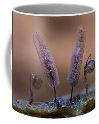 Attēlu rezultāti vaicājumam “Stemonitopsis hyperopta spores”